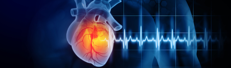 An illustration of a beating heart