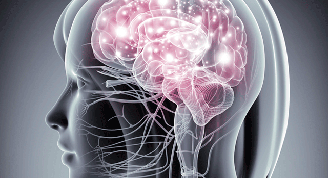 image of brain 